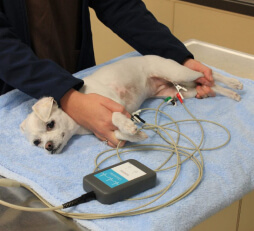 Кардиограмма собаке