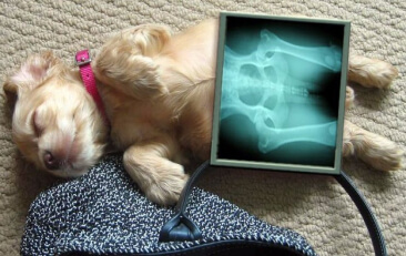 Рентген собаке