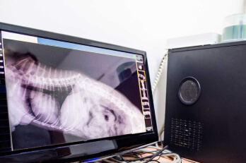 Рентген собаке