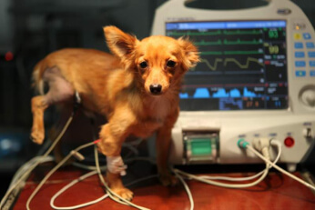 ЭКГ собаке