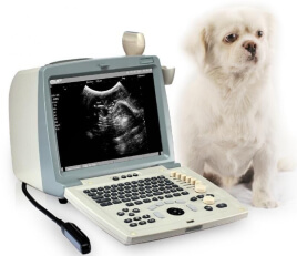 УЗИ собаке