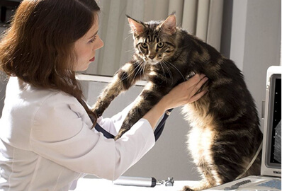 УЗИ брюшной полости собаке