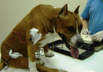 ЭКГ сердца собаке