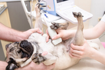 Эхокардиография собаке